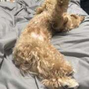 ヒメ日記 2025/11/17 16:42 投稿 ★美作せりか★ CLUB39（クラブサンキュー）