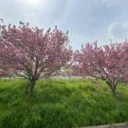 ヒメ日記 2025/04/18 12:21 投稿 みよ 人妻の雫　福山店