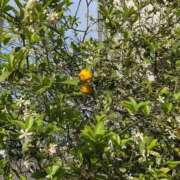 ヒメ日記 2025/05/29 08:21 投稿 みよ 人妻の雫　福山店