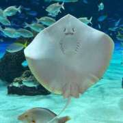 ヒメ日記 2025/01/16 21:22 投稿 かな お姉京都