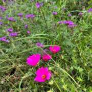 ヒメ日記 2025/09/27 15:55 投稿 かれん カワサキEROTIC（ソープランド）