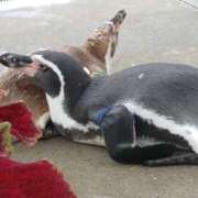 ヒメ日記 2025/09/10 22:36 投稿 つばき 美熟女専科白夜