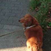 ヒメ日記 2025/01/11 14:15 投稿 月島らん しこたま奥様 横浜店