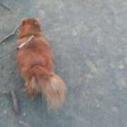 ヒメ日記 2025/01/18 23:00 投稿 月島らん しこたま奥様 横浜店