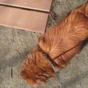 ヒメ日記 2025/02/21 10:42 投稿 月島らん しこたま奥様 横浜店