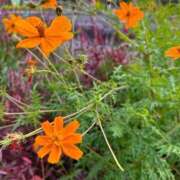 ヒメ日記 2025/01/27 11:07 投稿 みなみ♡ 俺のジュニア