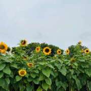 ヒメ日記 2025/07/26 12:56 投稿 みなみ♡ 俺のジュニア