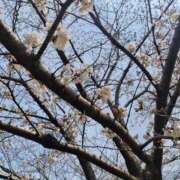 ヒメ日記 2025/04/01 00:05 投稿 ゆり 西川口ちゃんこ