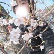 ヒメ日記 2025/04/07 17:50 投稿 ゆな 大阪はまちゃん日本橋店