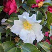 ヒメ日記 2025/02/06 09:48 投稿 ここ 熟女家 十三店