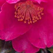 ヒメ日記 2025/02/07 20:21 投稿 ここ 熟女家 十三店