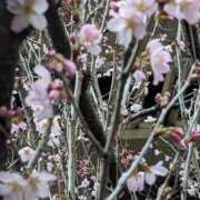 ヒメ日記 2025/03/19 09:55 投稿 ここ 熟女家 十三店