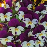 ヒメ日記 2025/03/21 13:40 投稿 ここ 熟女家 十三店