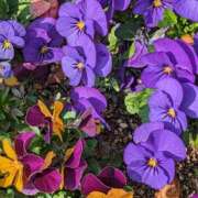 ヒメ日記 2025/03/22 09:44 投稿 ここ 熟女家 十三店