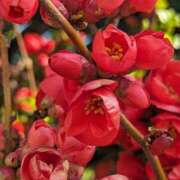 ヒメ日記 2025/03/23 09:22 投稿 ここ 熟女家 十三店