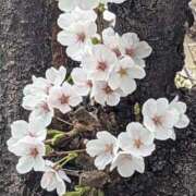 ヒメ日記 2025/03/29 09:11 投稿 ここ 熟女家 十三店