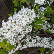 ヒメ日記 2025/03/30 09:12 投稿 ここ 熟女家 十三店