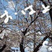 ヒメ日記 2025/04/05 09:26 投稿 ここ 熟女家 十三店