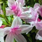 ヒメ日記 2025/04/27 08:52 投稿 ここ 熟女家 十三店