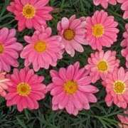 ヒメ日記 2025/05/26 10:08 投稿 ここ 熟女家 十三店