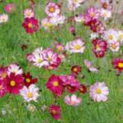 ヒメ日記 2025/09/09 00:10 投稿 ここ 熟女家 十三店