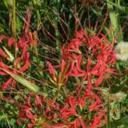 ヒメ日記 2025/10/02 09:23 投稿 ここ 熟女家 十三店