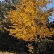 ヒメ日記 2025/11/29 11:32 投稿 ここ 熟女家 十三店