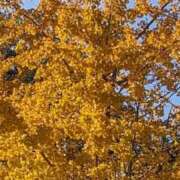 ヒメ日記 2025/12/09 09:49 投稿 ここ 熟女家 十三店