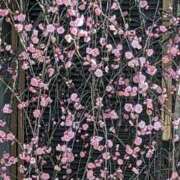 ヒメ日記 2026/02/24 09:55 投稿 ここ 熟女家 十三店