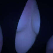 ヒメ日記 2025/01/14 18:49 投稿 あすか セータームーン