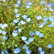 ヒメ日記 2025/05/18 20:01 投稿 さくら ぷるるん小町梅田店