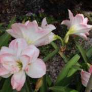 ヒメ日記 2026/02/28 15:18 投稿 いろは 佐賀人妻デリヘル 「デリ夫人」