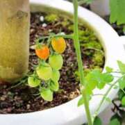 ヒメ日記 2026/03/04 10:17 投稿 いろは 佐賀人妻デリヘル 「デリ夫人」