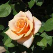 ヒメ日記 2026/03/04 19:25 投稿 いろは 佐賀人妻デリヘル 「デリ夫人」