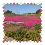 ヒメ日記 2025/04/16 09:12 投稿 まいか 錦糸町人妻セレブリティ（ユメオト）