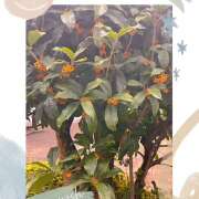 ヒメ日記 2025/10/29 10:06 投稿 まいか 錦糸町人妻セレブリティ（ユメオト）