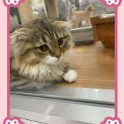 ヒメ日記 2025/10/31 09:53 投稿 まいか 錦糸町人妻セレブリティ（ユメオト）