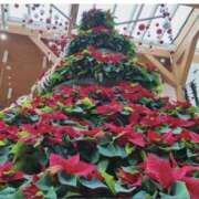 ヒメ日記 2025/12/15 10:30 投稿 まいか 錦糸町人妻セレブリティ（ユメオト）