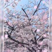 ヒメ日記 2026/04/09 01:51 投稿 まいか 錦糸町人妻セレブリティ（ユメオト）