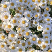 ひな 😭 ぼいんWORK