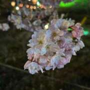 ヒメ日記 2025/04/08 01:31 投稿 みわ 一宮稲沢小牧ちゃんこ