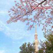 ヒメ日記 2026/04/04 08:19 投稿 MAO 私はキャサリン