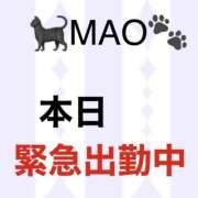 MAO 🐈‍⬛💃🏻緊急参戦🪭🐾 私はキャサリン