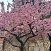 ヒメ日記 2025/03/29 23:07 投稿 みのり ぷるるんマダム 難波店