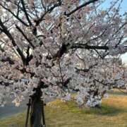 ヒメ日記 2025/04/09 08:21 投稿 みのり ぷるるんマダム 難波店