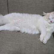 ヒメ日記 2025/02/13 20:49 投稿 れいな 完熟ばなな八王子