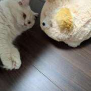 ヒメ日記 2025/06/19 19:49 投稿 れいな 完熟ばなな八王子