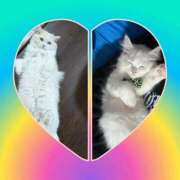 ヒメ日記 2025/06/30 06:09 投稿 れいな 完熟ばなな八王子