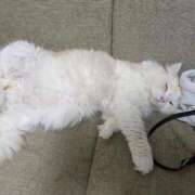 ヒメ日記 2025/10/15 18:59 投稿 れいな 完熟ばなな八王子