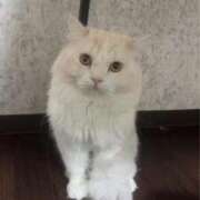 ヒメ日記 2026/03/09 19:29 投稿 れいな 完熟ばなな八王子